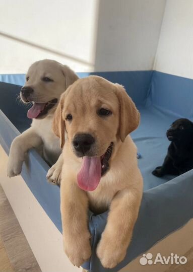 Лабрадор ретривер