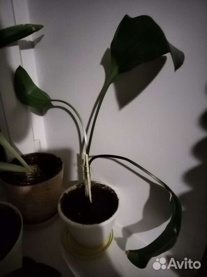 Эухарис (амазонская лилия)