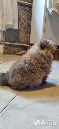 Щенки померанского шпица