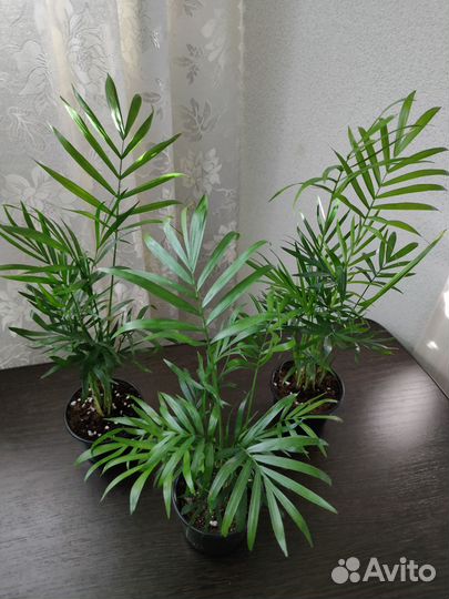 Фикус, Хамедорея, Замиокулькас, Гинура и другие