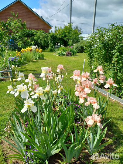 Ирисы бородатые