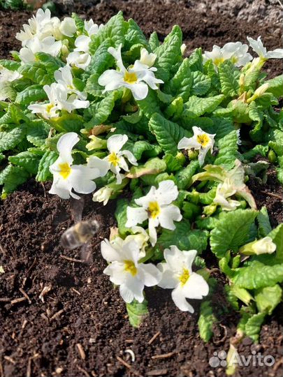 Цветы для огорода