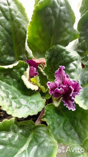 Фиалка черенки с корнями