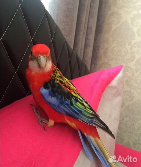 Попугай розелла