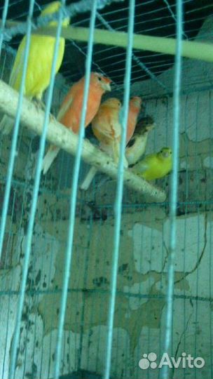 Кенарь. Самцы и самки