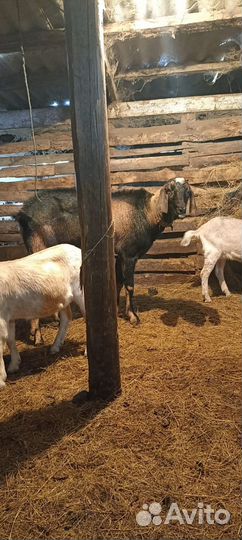 Нубийский козел