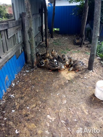 Подсадные утки