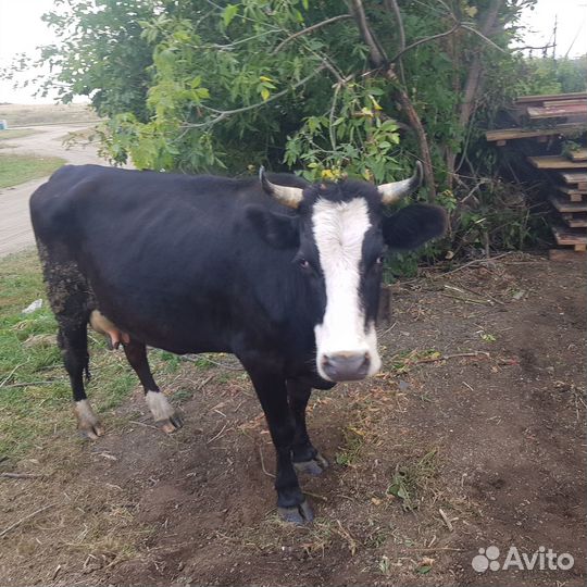 Корова стельная дойная