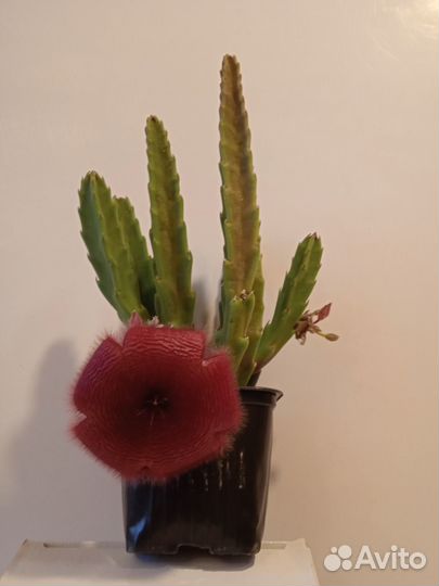 Цветущая стапелия с бутонами