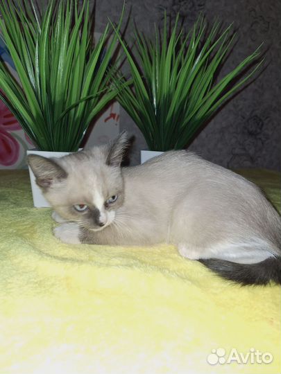 Сиамская кошечка