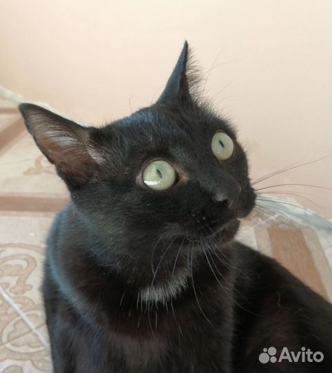 Котик-бегемотик Уся