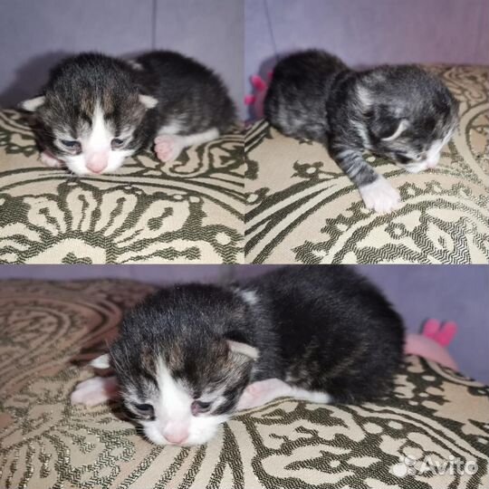 Сибирские котята в добрые руки