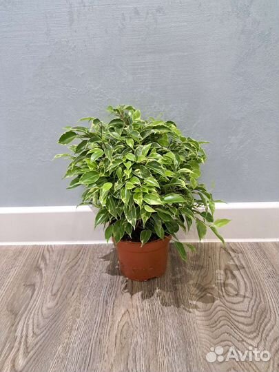 Фикус бенджамина кинки d12