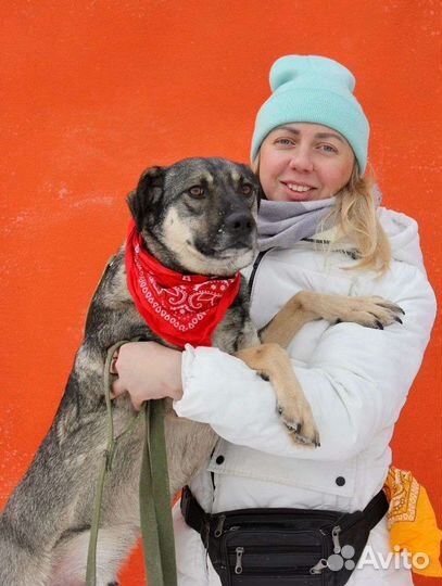 Собаки бесплатно