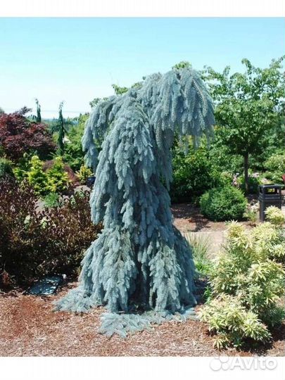 Ель Глаука Пендула