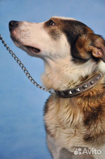 Рэй ждет свой дом