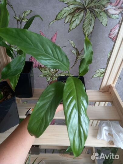 Спатифиллум