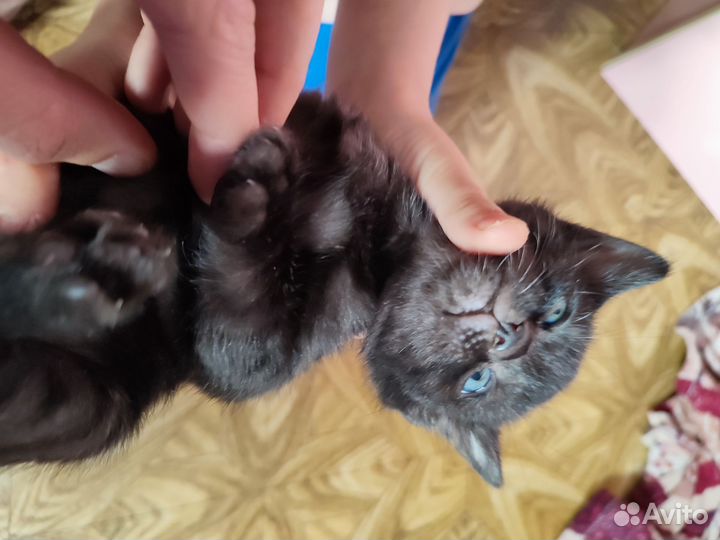 Бенгальские котята