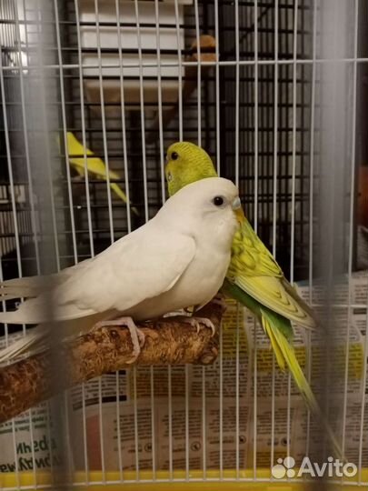 Волнистые попугайчики