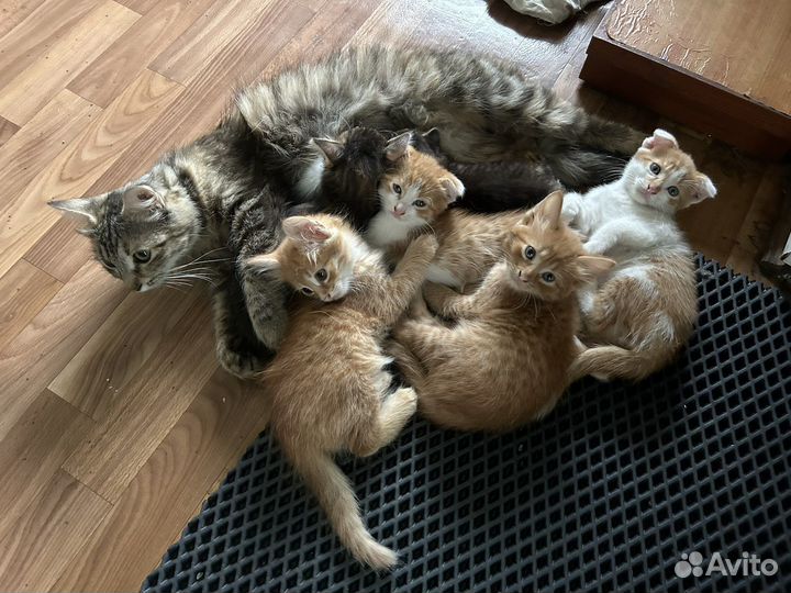 Котята в добрые руки бесплатно