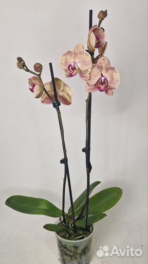 Орхидея Дикий Персик