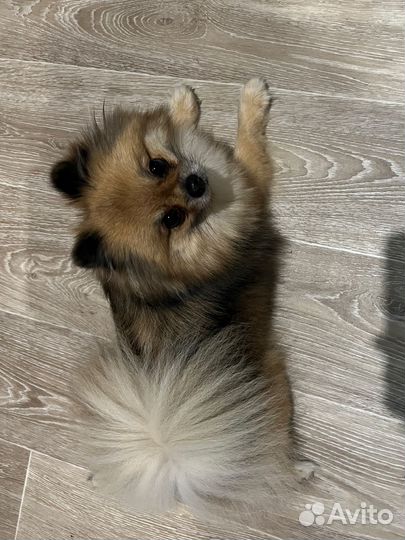 Боня ищет жениха