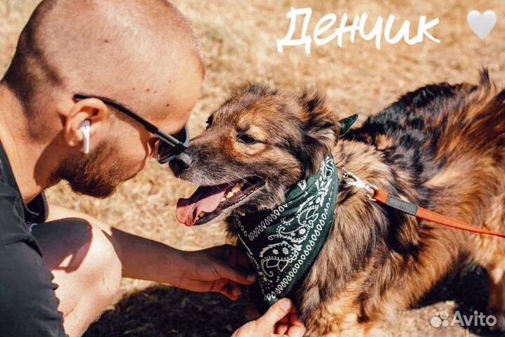 Собака в добрые руки