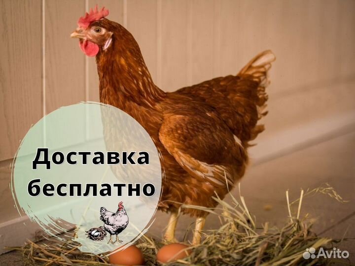 Куры несушки