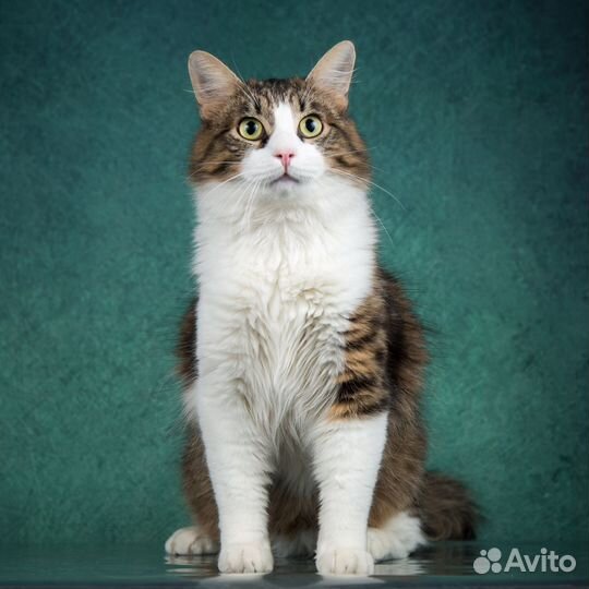 Молодой пушистый котик в дар