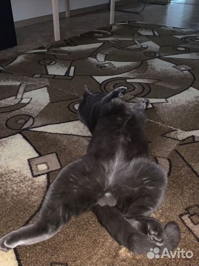 Вязка британских котов