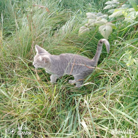 Котята в добрые руки бесплатно