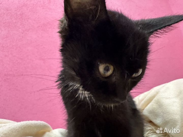 Котенок черный
