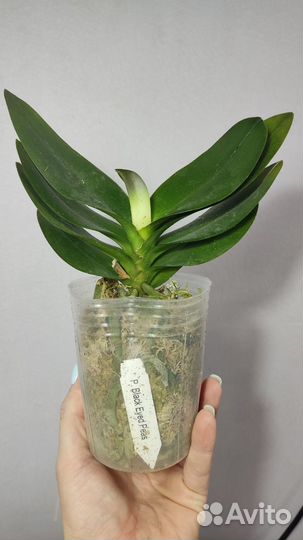 Орхидея бабочка