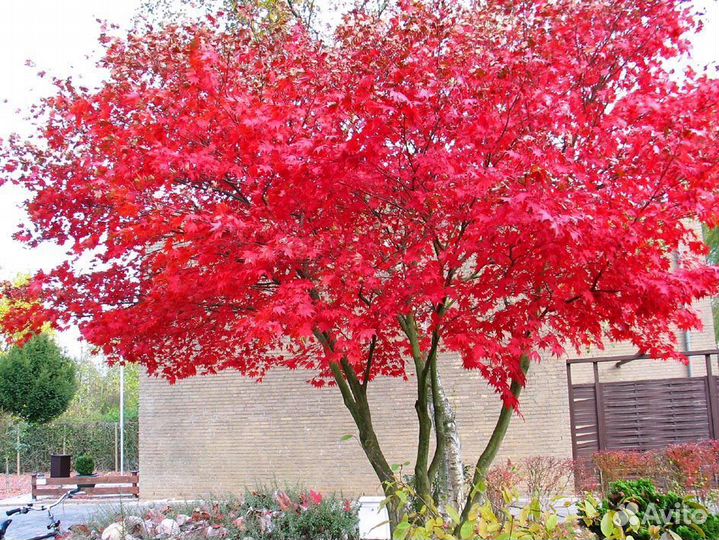 Клен Гиннала