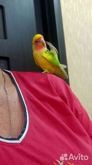 Неразлучники пара