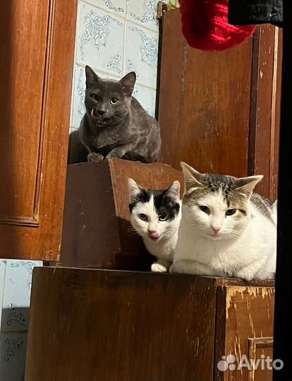 Котята, кошка, кот мышеловка в добрые руки