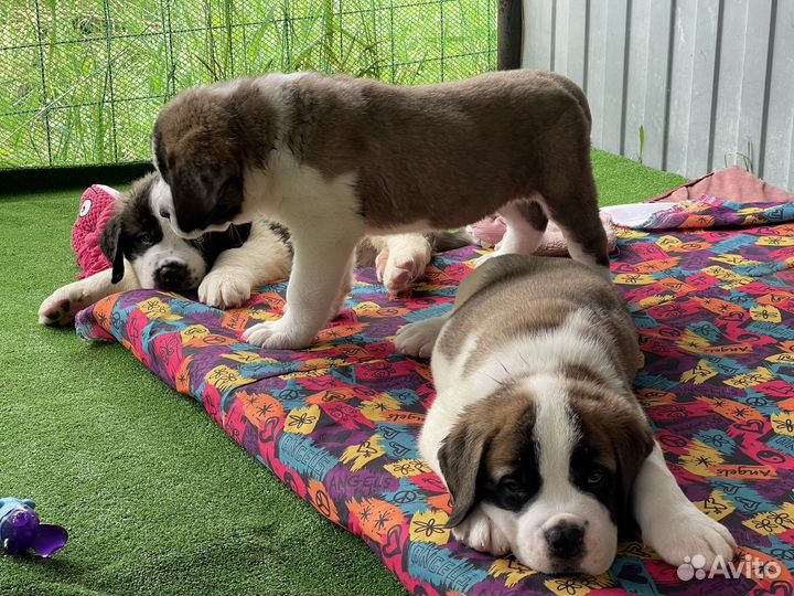 Щенки Сенбернара