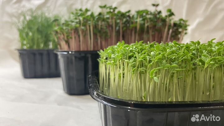 Выращивание микрозелени
