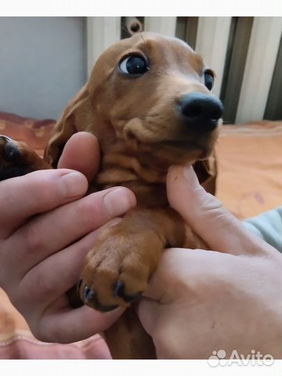 Щенки таксы