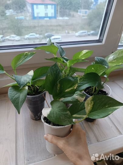 Эпипремнум Золотистый. Отводки