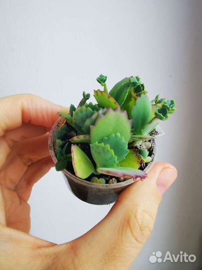 Каланхоэ лечебное