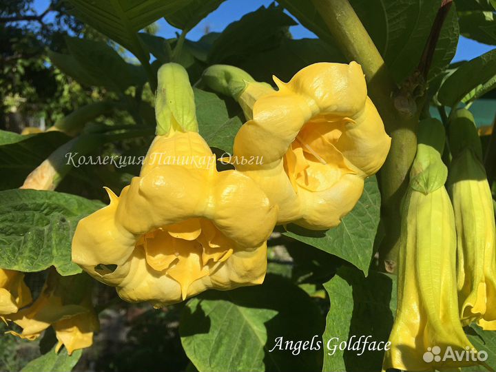 Бругмансия