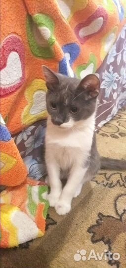 Котик 3,5 месяца