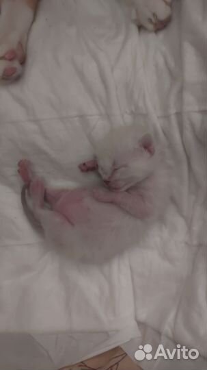 Кошка в дар