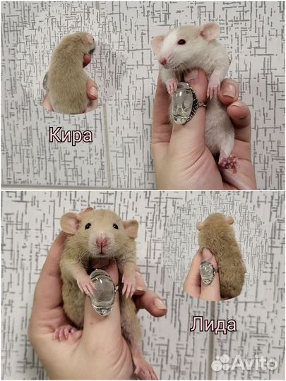 Крысята дамбо