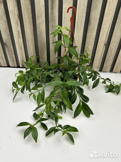 Эсхинантус