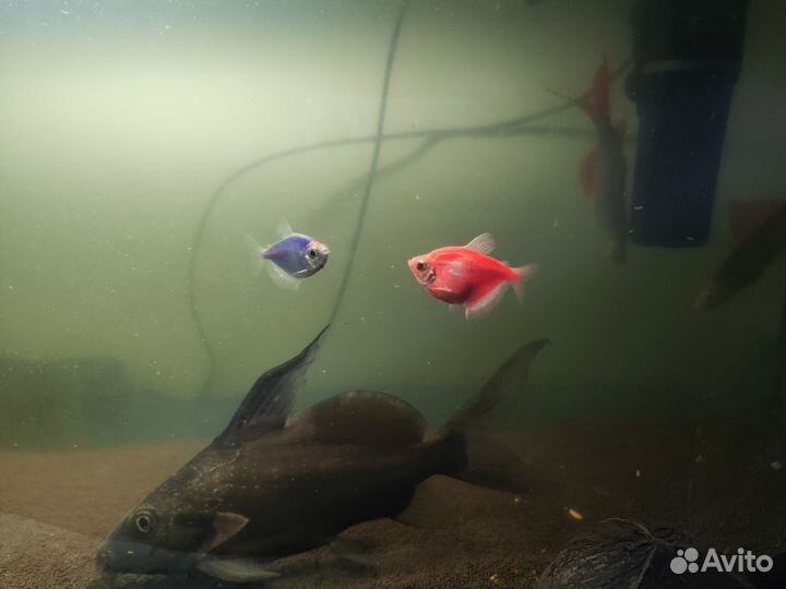 Аквариум с рыбками
