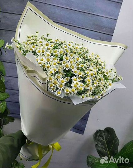 Цветы ромашки