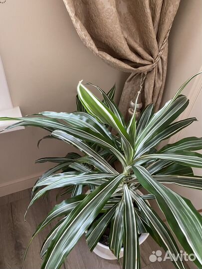 Комнатные растения