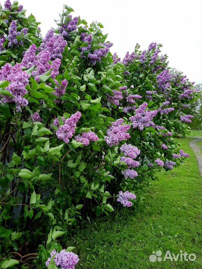 Сирень махровая